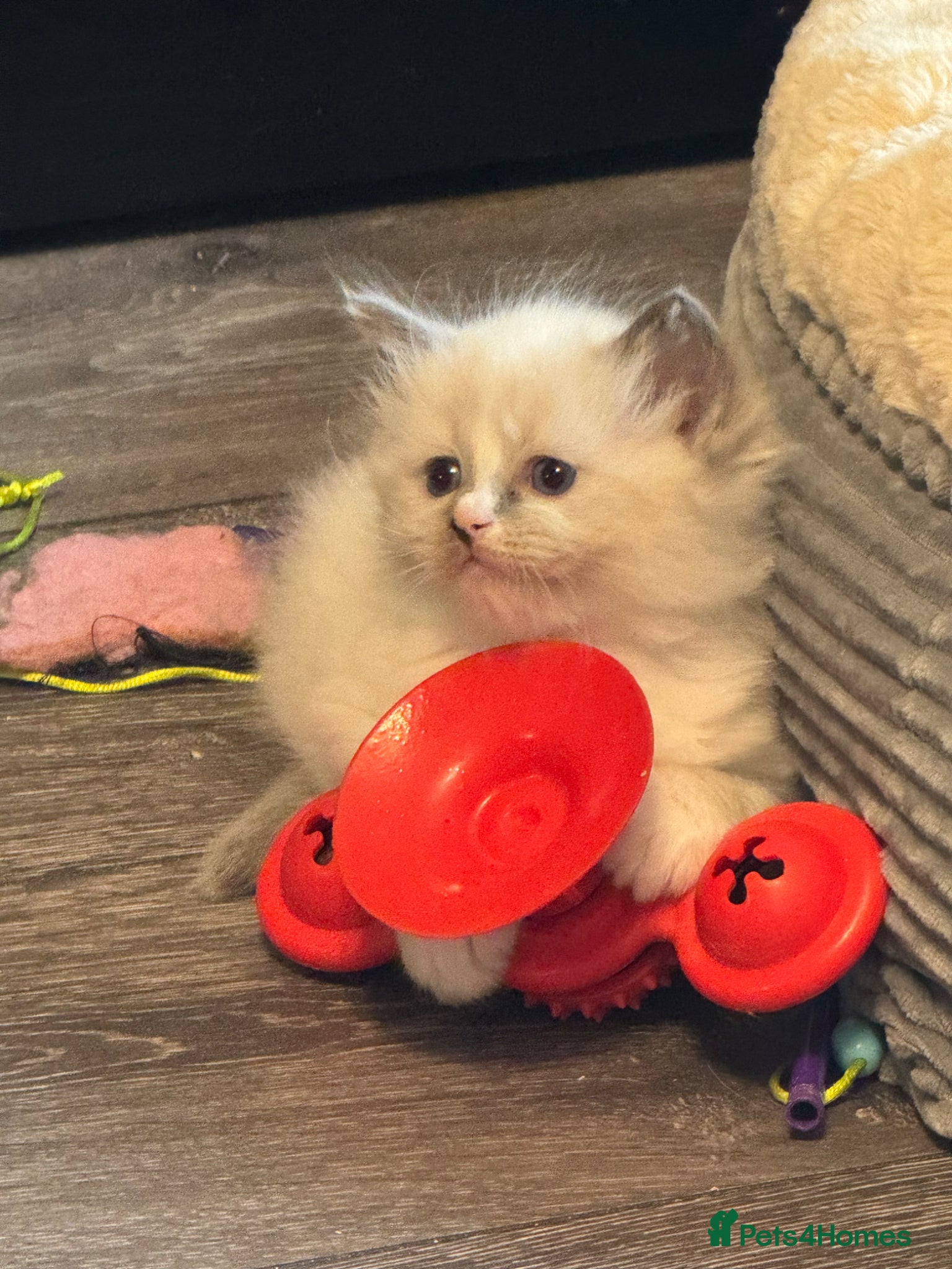 Ragdoll cats Ragdoll kittens  - Advert 2