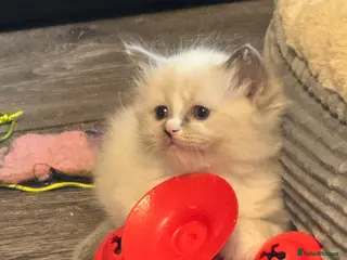 Ragdoll cats Ragdoll kittens - Advert 2