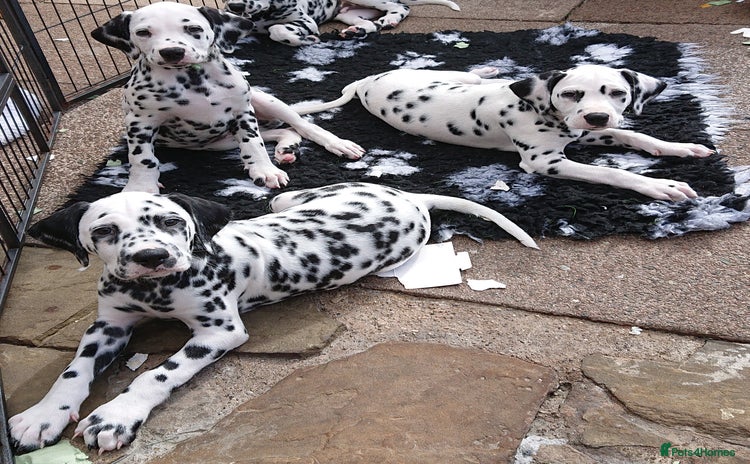 Dalmatian dogs - Advert 2