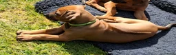 Rhodesian Ridgeback dogs for sale: KC reg,Excellent Ridges,Health checked/Elb/Hip/JME - Advert 28