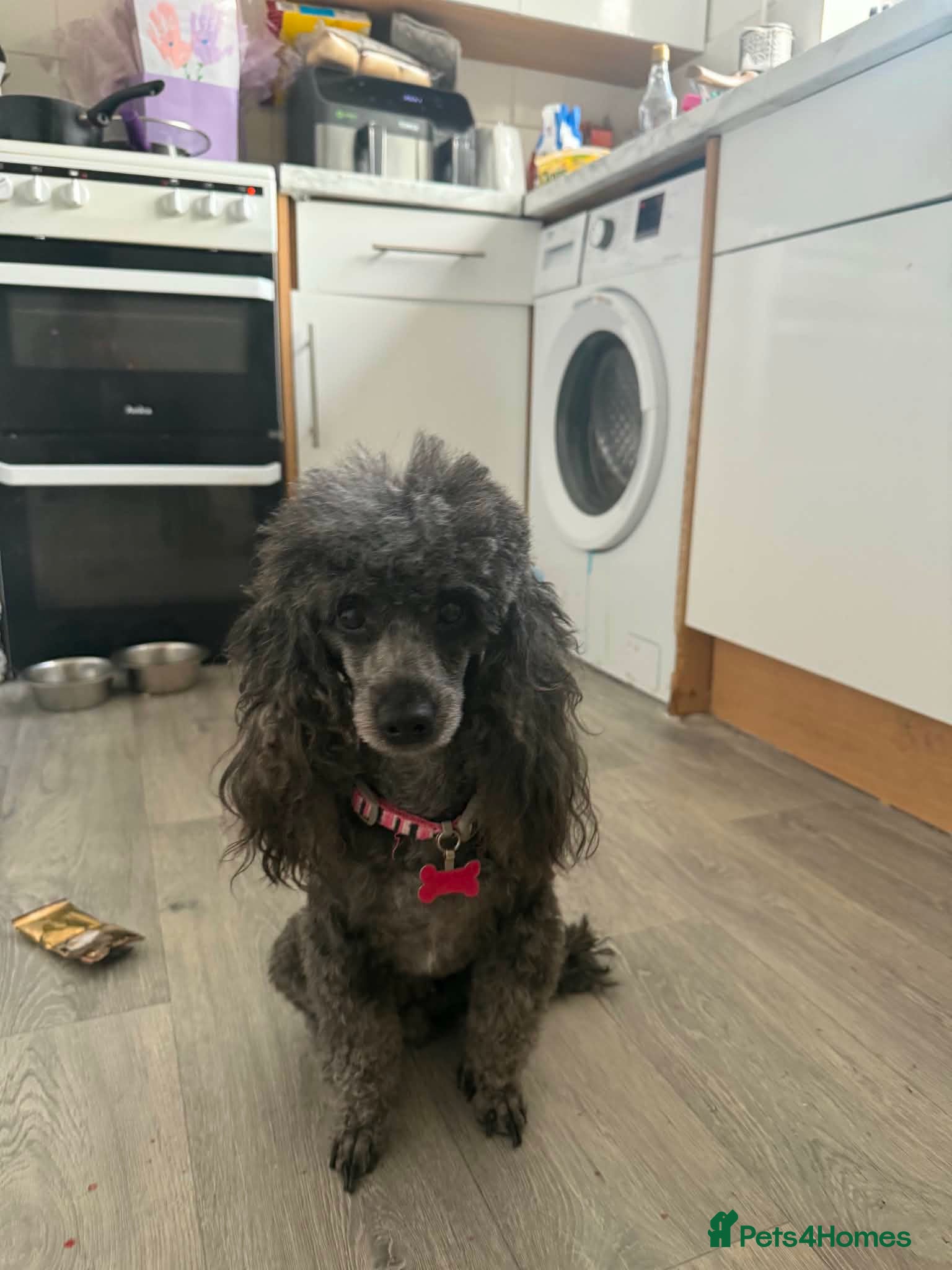 Toy Poodle dogs ⭐️Toy Poodle With silver ⭐️ - Advert 2