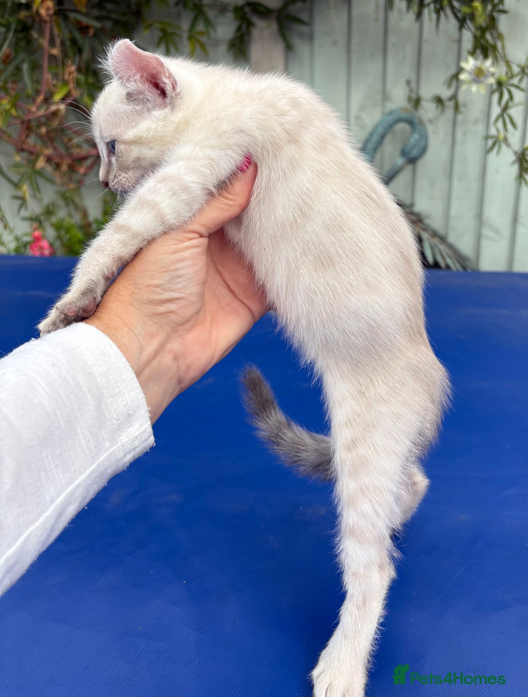 Bengal cats for sale: Gob smacking rare kittens  - Image 24