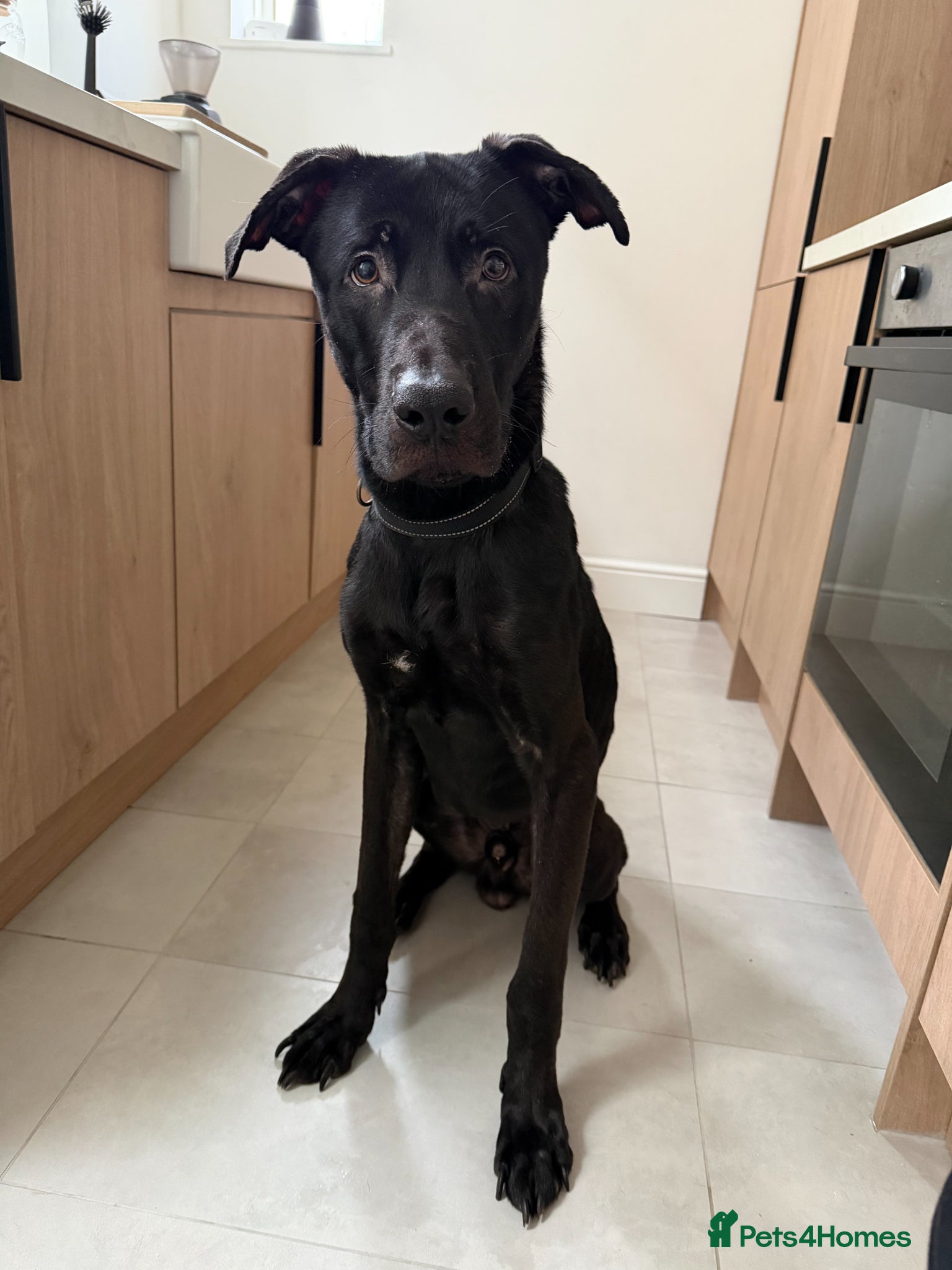 Mixed Breed dogs Mixed Breed, German Shepherd x Staffy - Advert 1