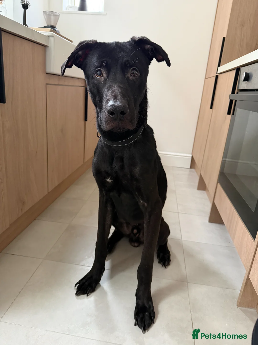 Mixed Breed dogs for sale: Mixed Breed, German Shepherd x Staffy - Advert 1