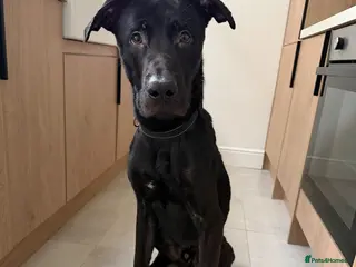 Mixed Breed dogs Mixed Breed, German Shepherd x Staffy - Advert 1