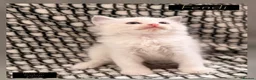 Ragdoll cats for sale: 💫 EXQUISITE RAGDOLL KITTENS  - Advert 5