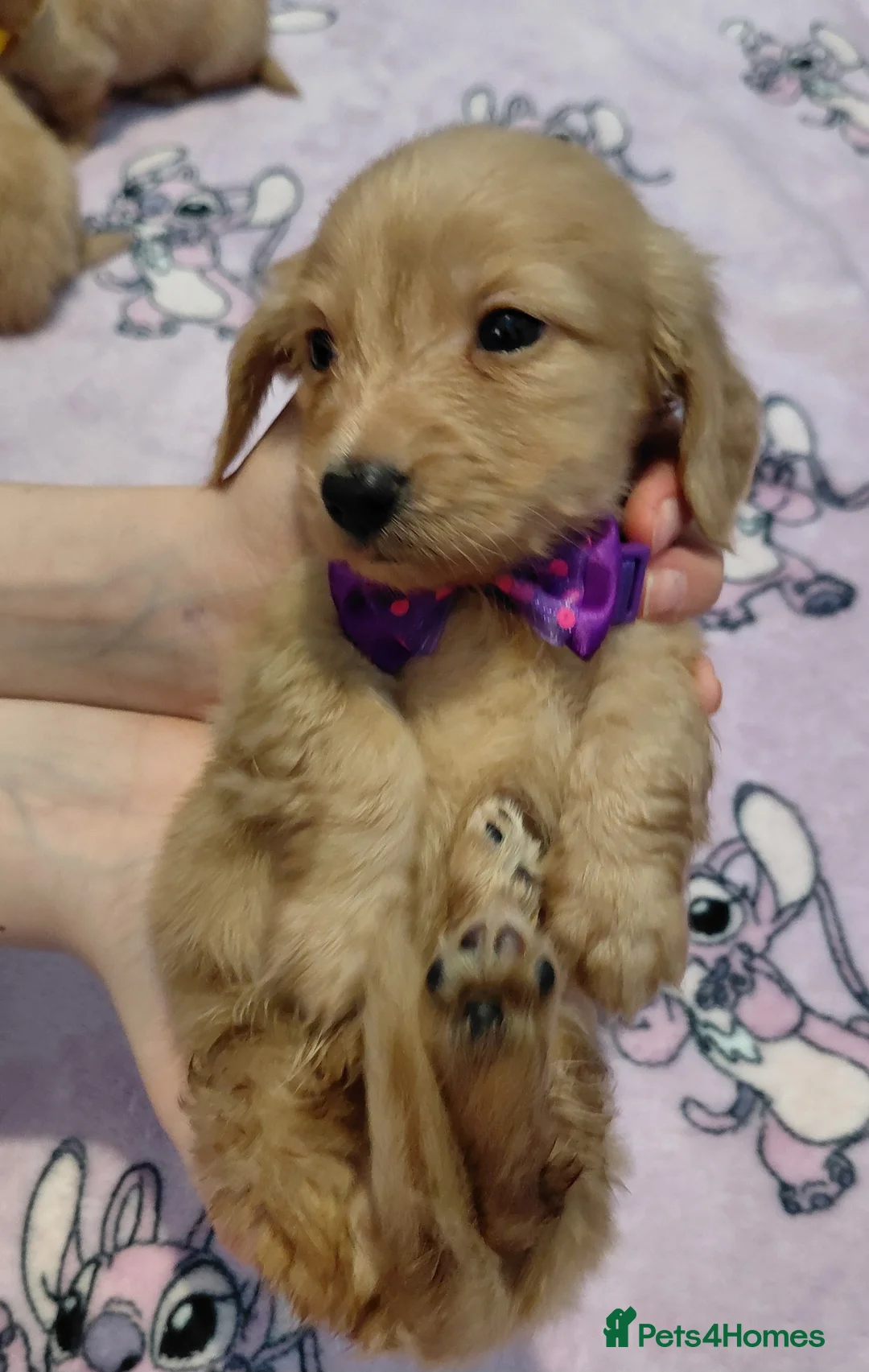 Miniature Dachshund dogs for sale: KC Reg. Longhaired Full Cream Mini Dachshunds 💛🐾 - Advert 15