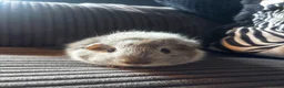 Guinea Pig rodents for sale: Babies ready 2 reserve girls&boys  - Advert 36
