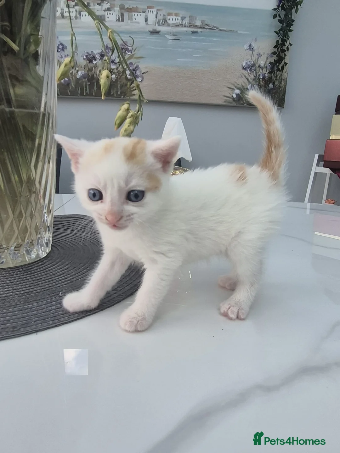 Mixed Breed cats for sale: 1 female 3 male cute kittens for sale - Advert 15