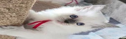 Ragdoll cats for sale: Sweet Fluffy Ragdoll Kittens Looking for Homes!  - Advert 17