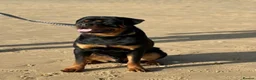 Rottweiler dogs for sale: KC ROTTWEILER PUPPIES DUE SOON  - Advert 9