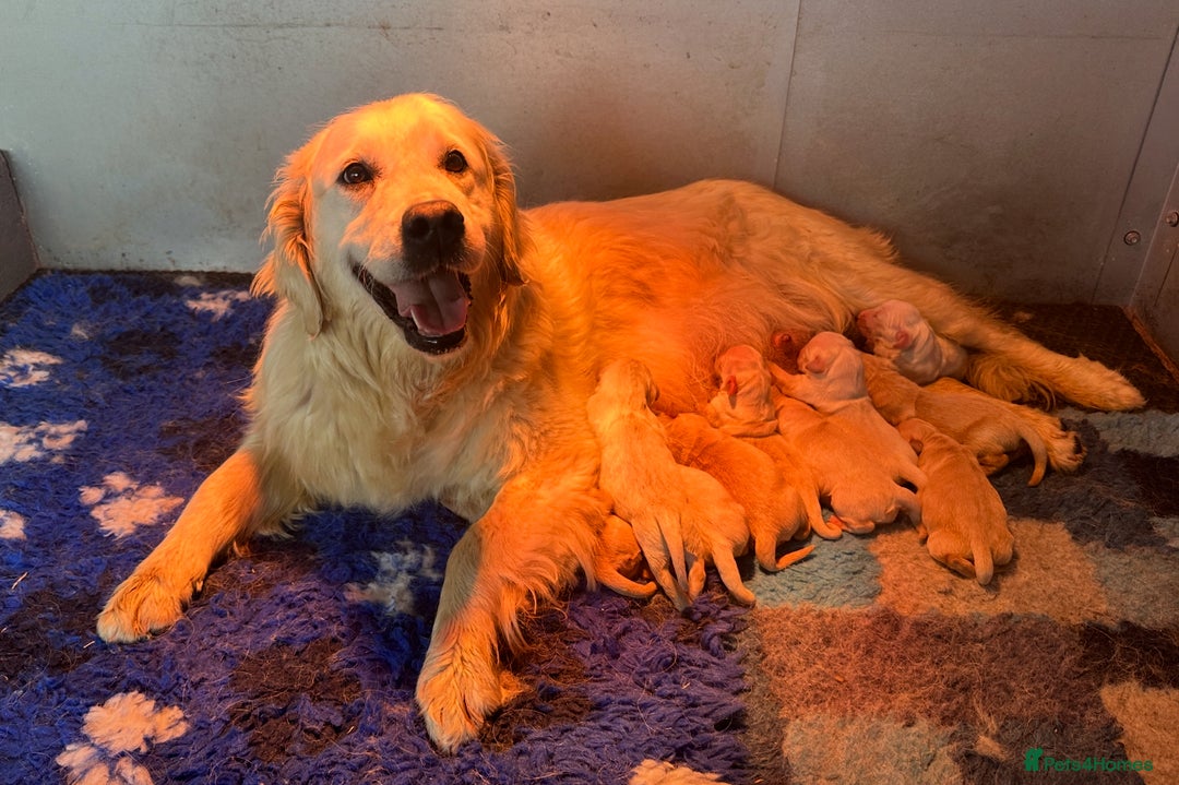 Golden Retriever dogs for sale: Beautiful golden retriever puppies for sale  - Image 20
