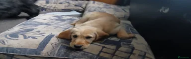 Blonde girl purple collar Summer