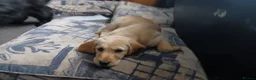 Mixed Breed dogs for sale: Last 3 gorgeous Cockapoo x Ready for new homes - Advert 22