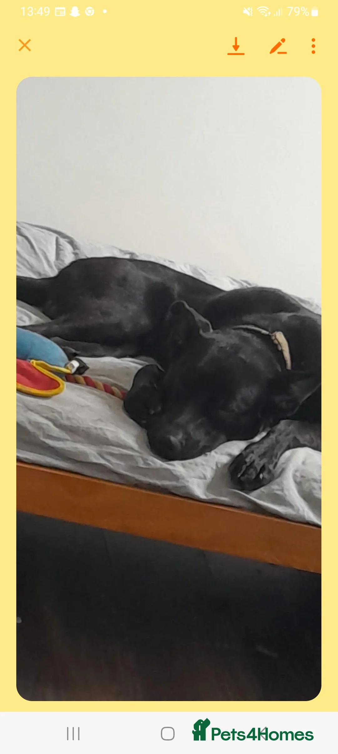 Belgian Shepherd Dog dogs for sale: Black Belgium mal - Advert 1