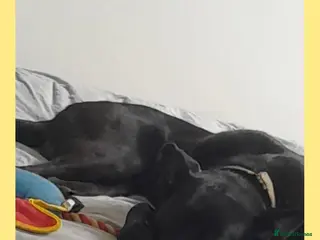 Belgian Shepherd Dog dogs Black Belgium mal - Advert 2