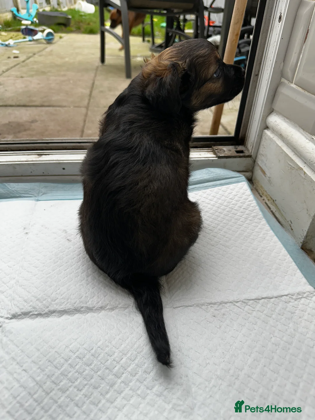 Mixed Breed dogs for sale: French Jacks x 5 - Advert 12