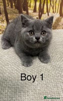 British Shorthair cats British short hair - Advert 8