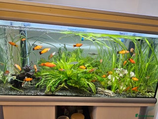 Shrimps fish Fishtank with fish+Live plants+accesories in Huntingdon - Advert 1