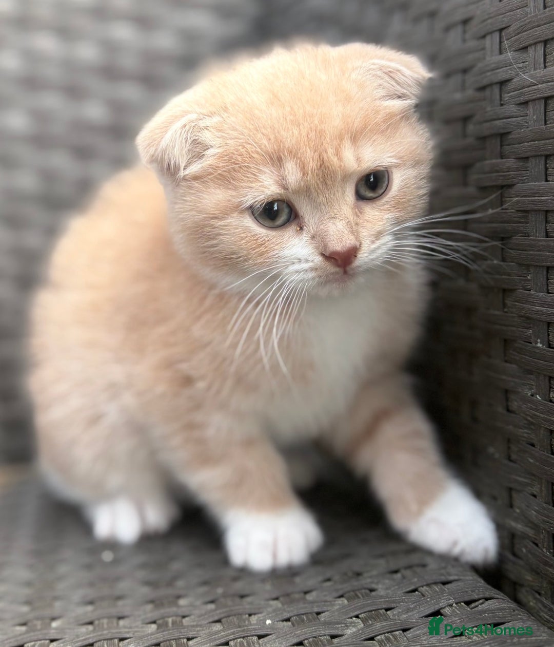 Scottish Fold cats for sale: Scottish fold male kittens  - Advert 4