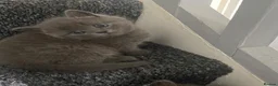 British Shorthair cats for sale: 5 British Shorthair kittens  - Advert 7