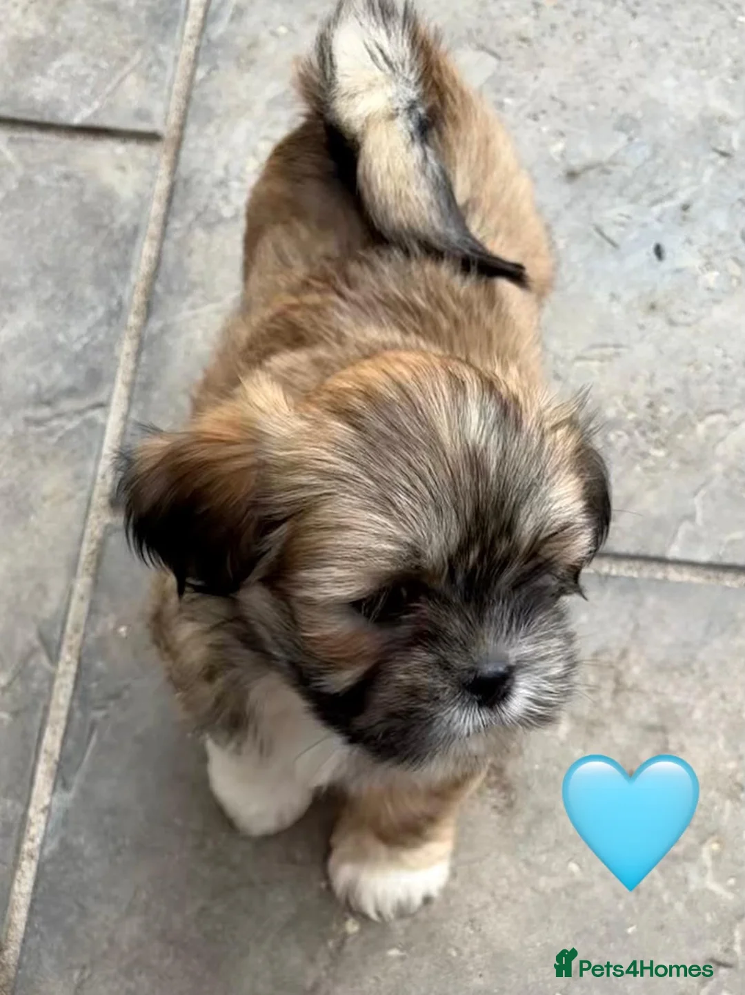 Lhasa Apso dogs for sale: Six Beautiful Puppies KC reg GPRA4 clear - Advert 1