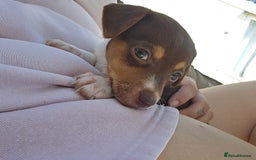 Mixed Breed dogs for sale: Last chocolate chiweenie girl - Image 9