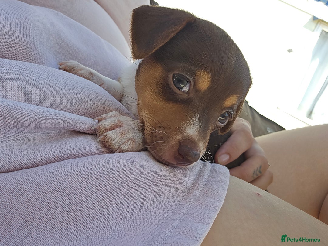 Mixed Breed dogs for sale: Last chocolate chiweenie girl - Image 9