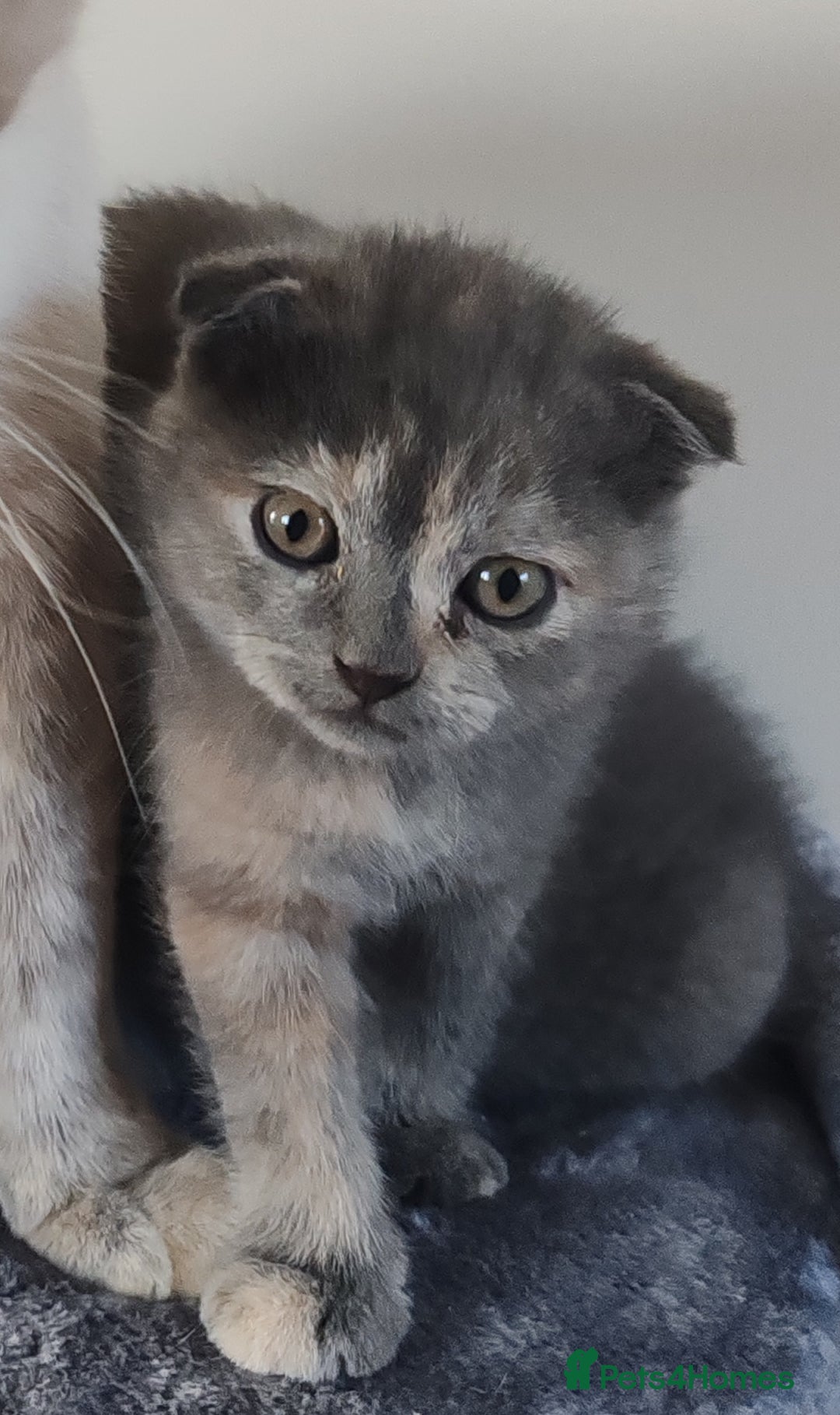 Scottish Fold cats for sale: Only 1 🐱 left.Scottish fold x BSH kittens - Image 15