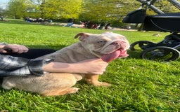 English Bulldog dogs for sale: English bulldog  - Image 2