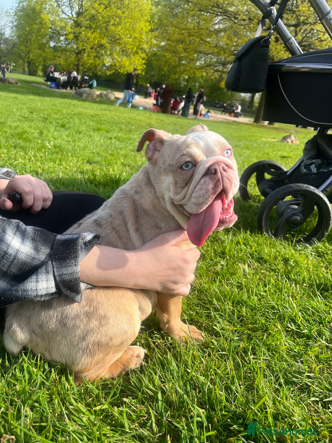 English Bulldog dogs for sale: English bulldog  - Image 2