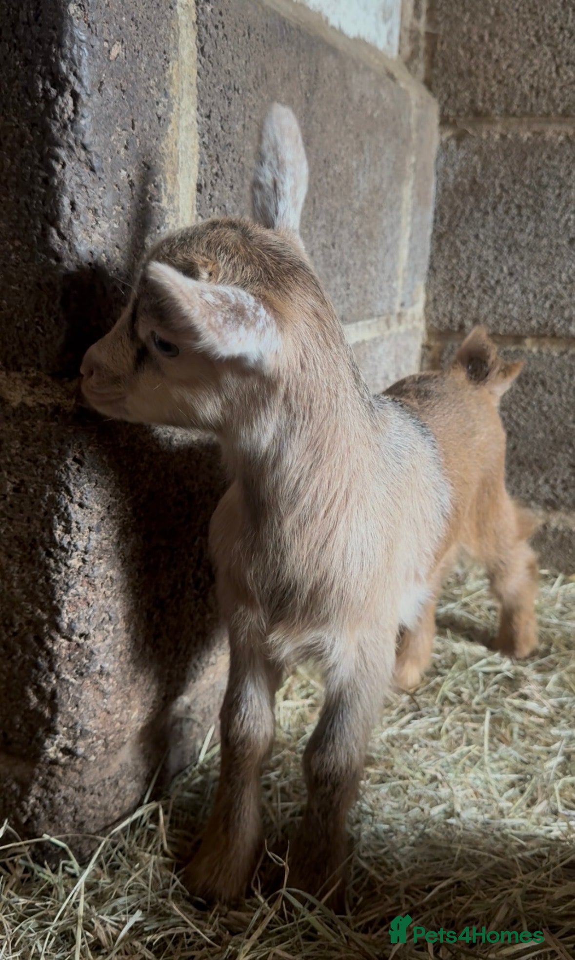 Goats livestock Baby Pygmy goats  - Advert 2