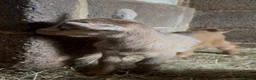 Goats livestock for sale: Baby Pygmy goats  - Advert 1
