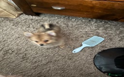 Pomeranian dogs for sale: 9 week old Miniature Pomeranian pup - Image 12