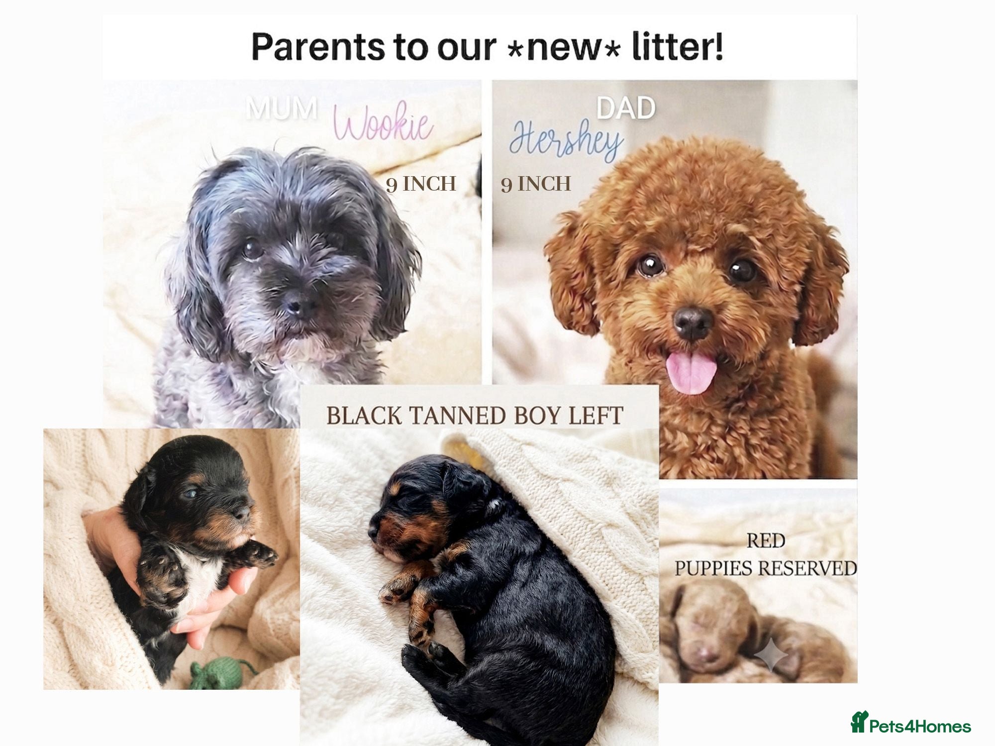 Maltipoo dogs HEALTH TESTED ASIAN F1B True Toy Maltipoo Puppies - Advert 6