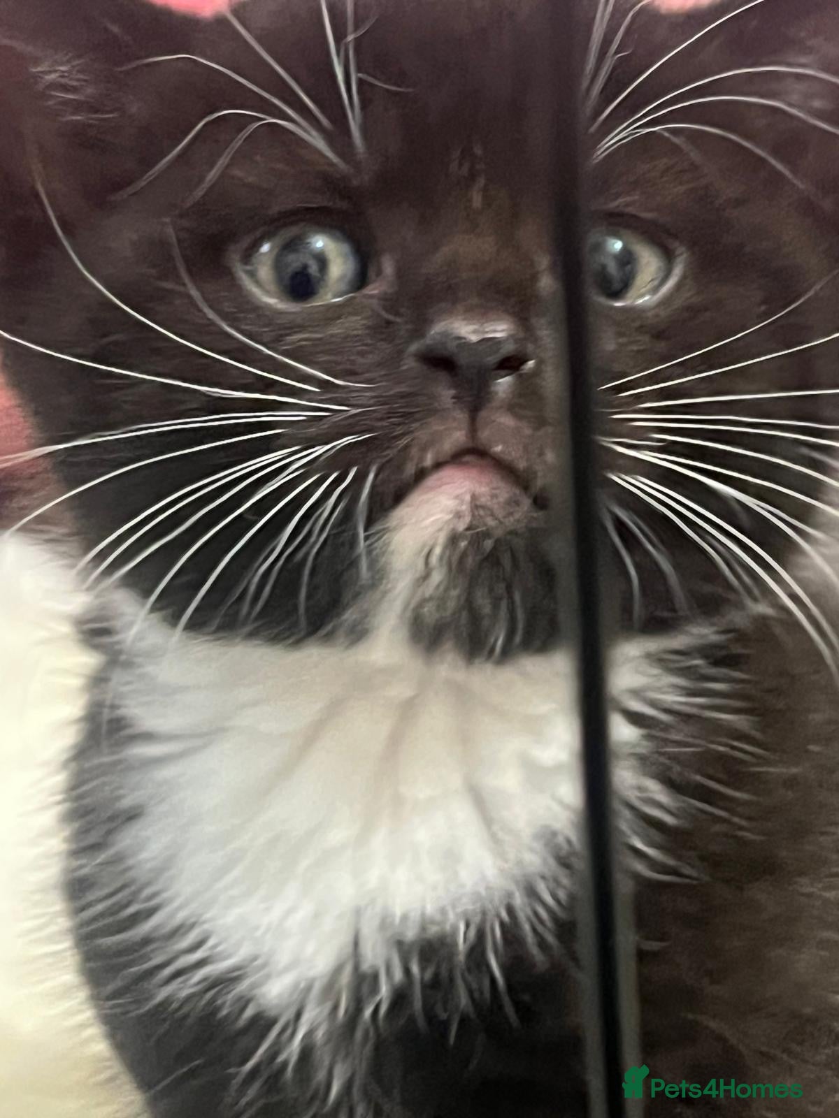 Mixed Breed cats Beautiful British Shorthair × Tuxedo Kittens - Advert 2