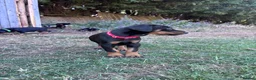 Dobermann dogs for sale: KC registered Dobermann puppies  - Advert 19