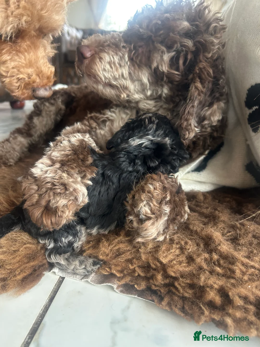 Mixed Breed dogs for sale: Poodle puppies - Advert 11