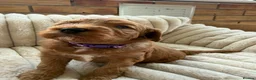 Cavapoochon dogs for sale: Last one - Mr Green looking for his forever family - Advert 28