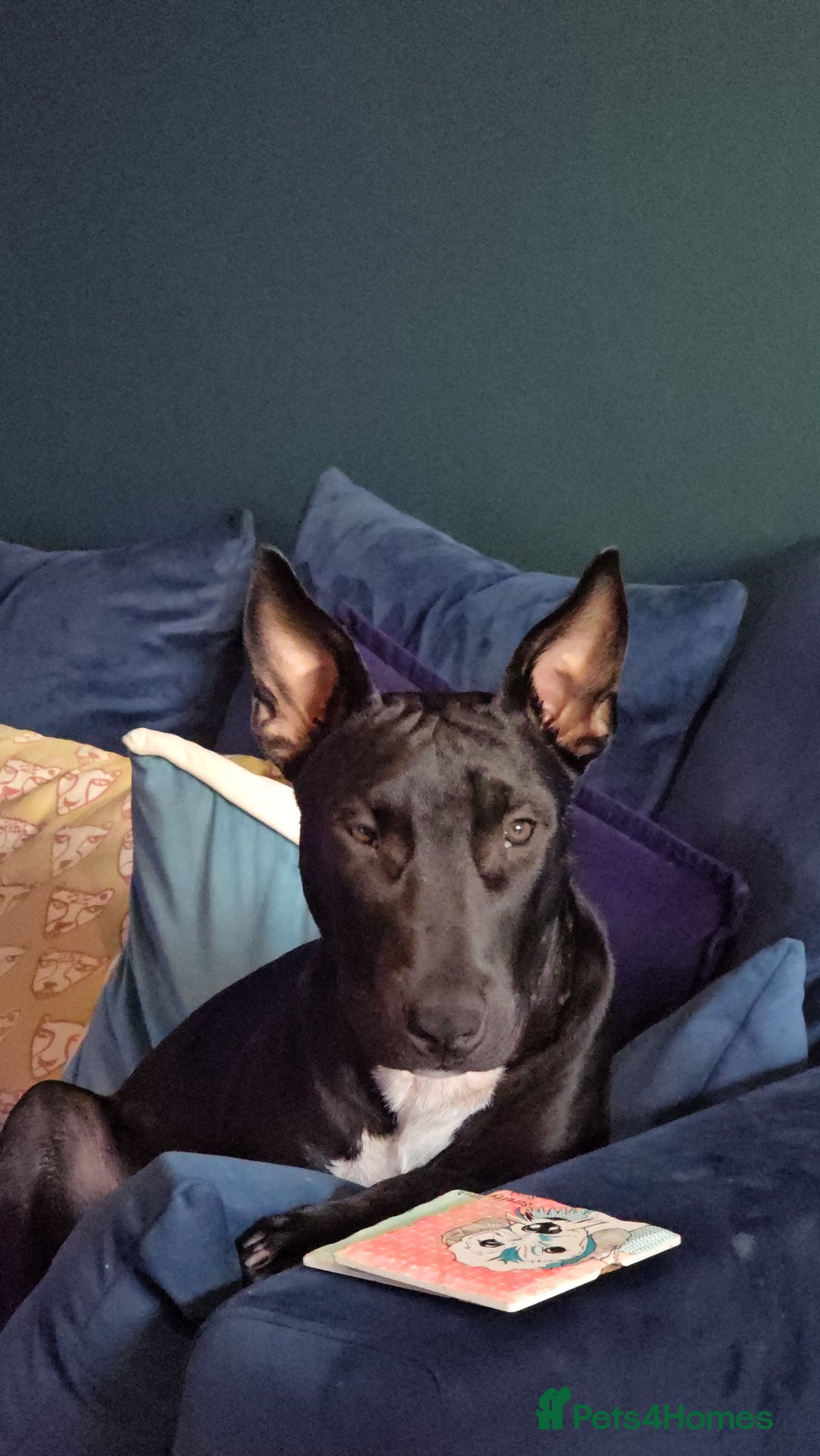 English Bull Terrier dogs for sale: English bull terrier WORKING LINES - Image 10