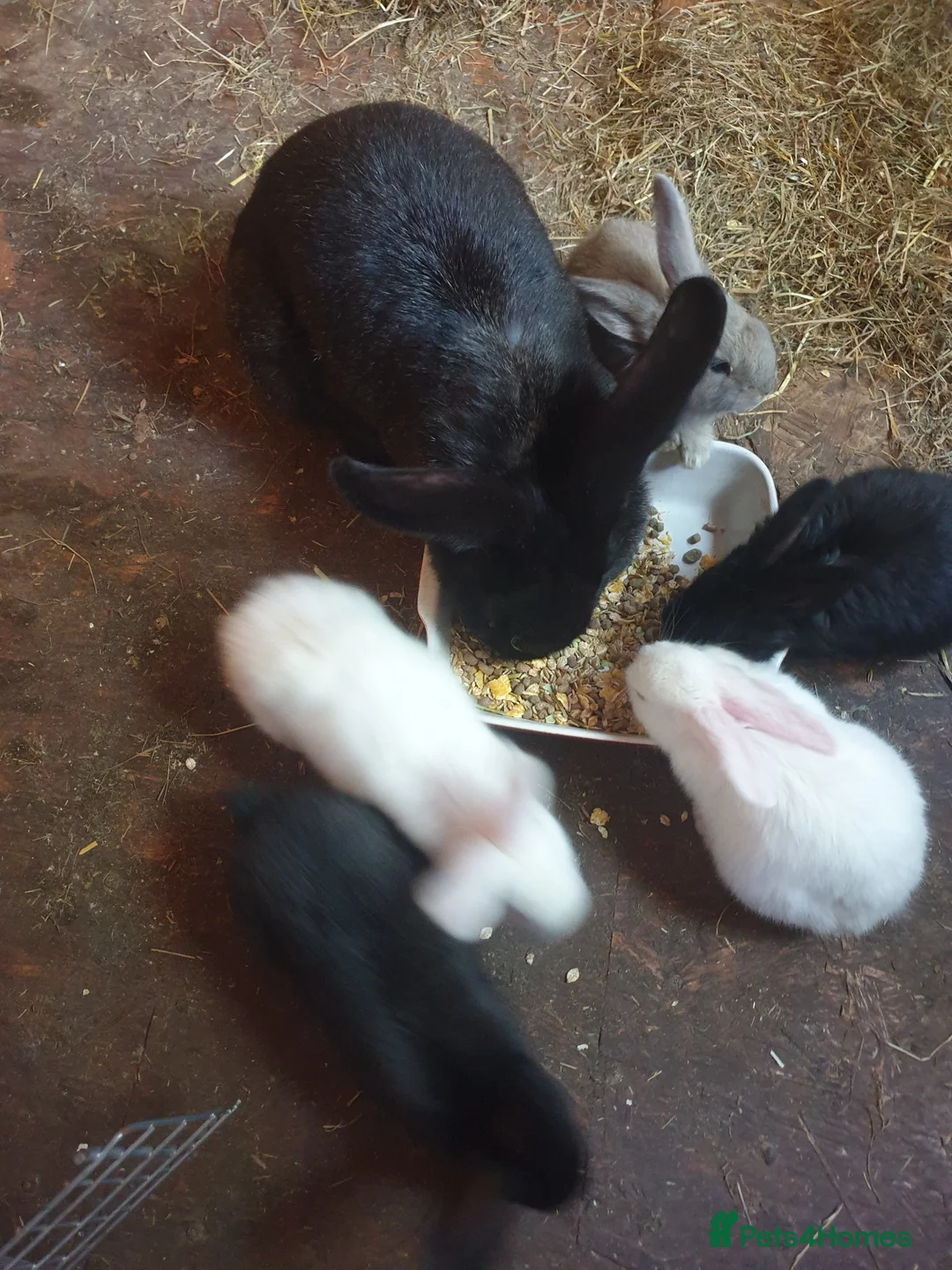 Continental Giant rabbits for sale: Baby giant rabbits in Newton Abbot - Advert 8