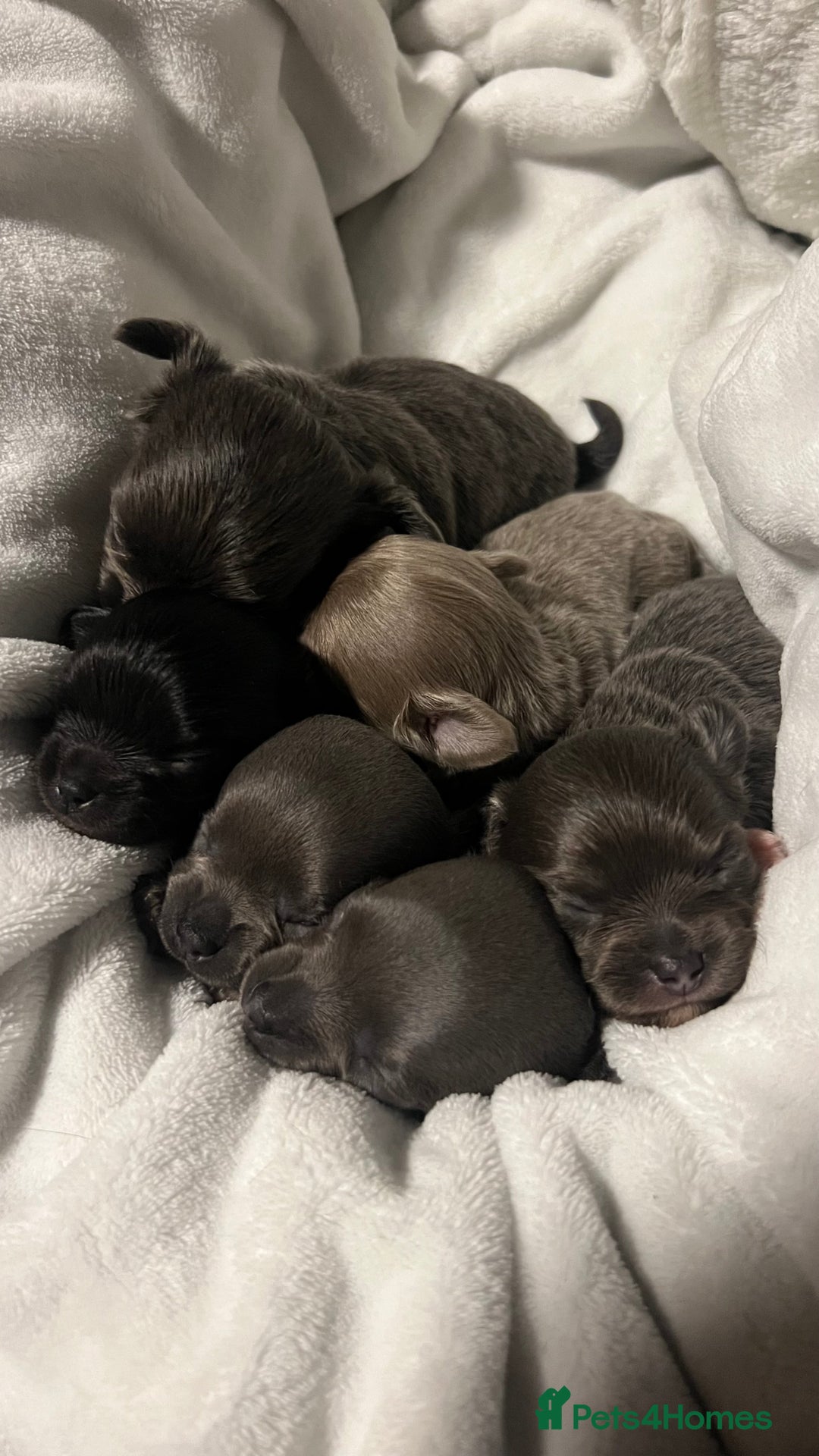 Chihuahua dogs for sale: Stunning Chihuahua Puppies ⭐️ - Advert 4