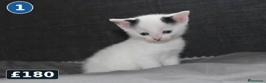 Kitten 1