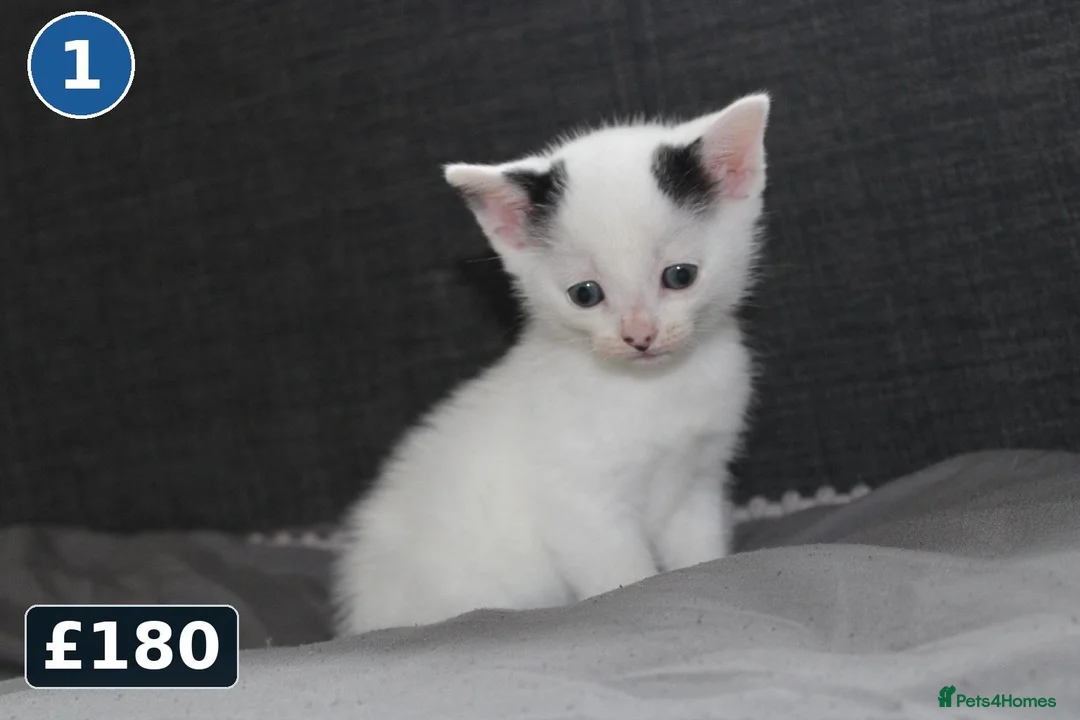 Mixed Breed cats for sale: 5 Ragdoll x Tabby Kittens | Boys | Ready Soon 🏡 - Advert 2
