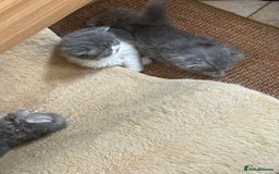 Persian cats for sale: Himalayan Persians - Image 11