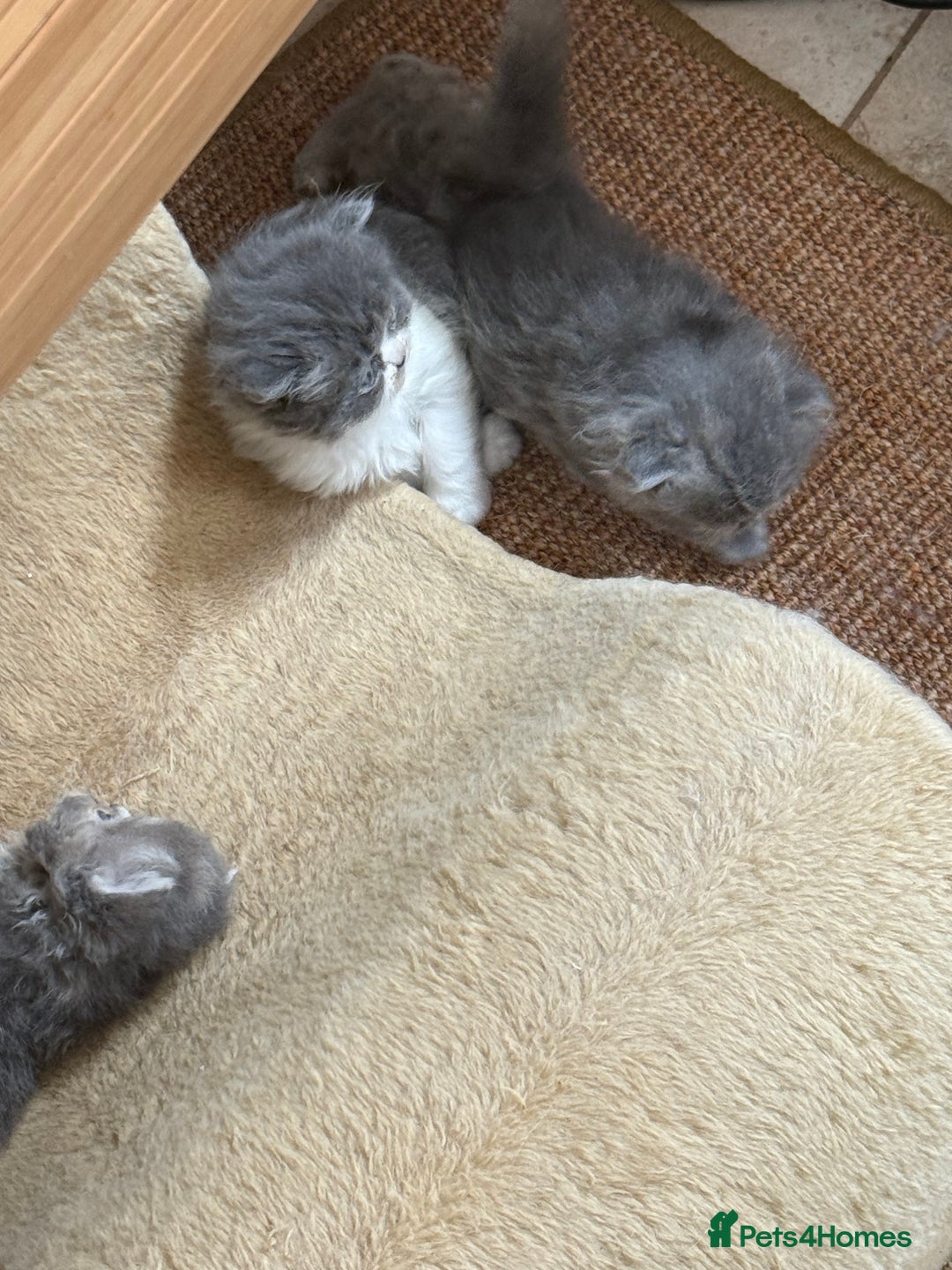 Persian cats for sale: Himalayan Persians - Image 11