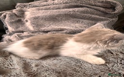 Ragdoll cats for sale: 1 female and 1 male ragdoll kittens for sale - Image 5