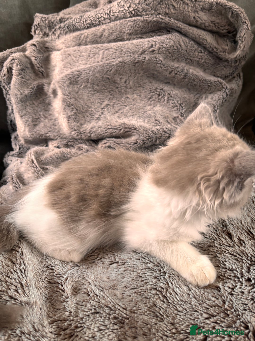 Ragdoll cats for sale: 1 female and 1 male ragdoll kittens for sale - Image 5
