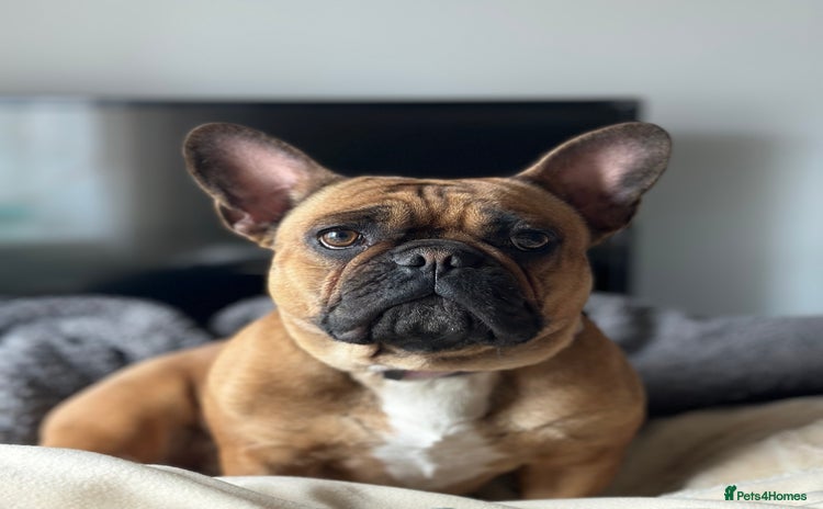 French Bulldog dogs - Advert 1