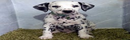 Dalmatian dogs for sale: Show Line LUA KC Dalmatian Puppies - Licensed - Advert 16